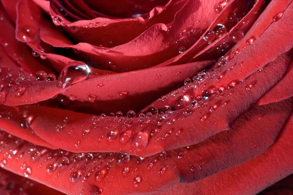 장미꽃 가까이 — 스톡 사진