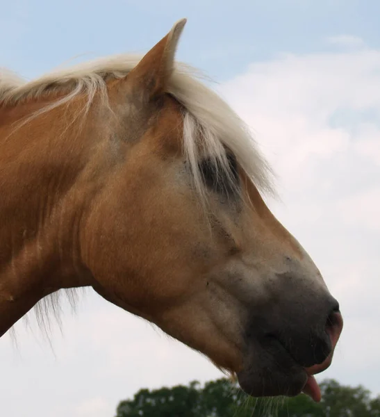 Хафлингер Племенной Конь Авелинское Животное — стоковое фото