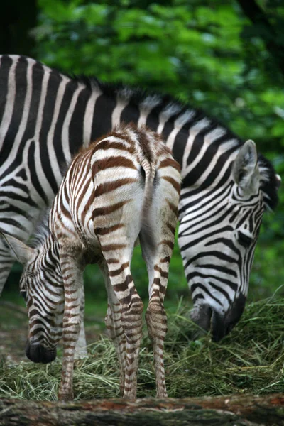 Zebra Mare Com Potro — Fotografia de Stock