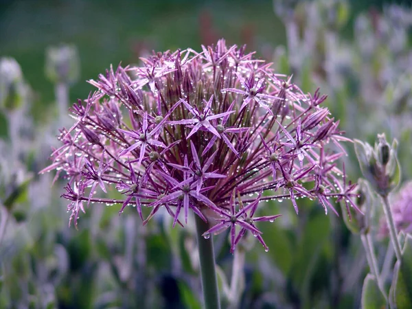 Bel Colpo Botanico Carta Parati Naturale — Foto Stock