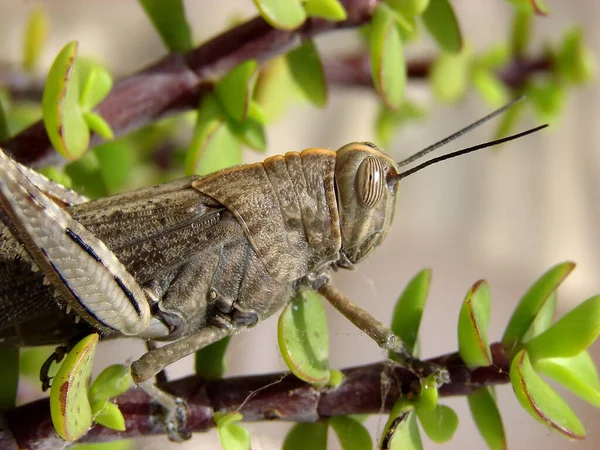 Close Bug Natureza Selvagem — Fotografia de Stock