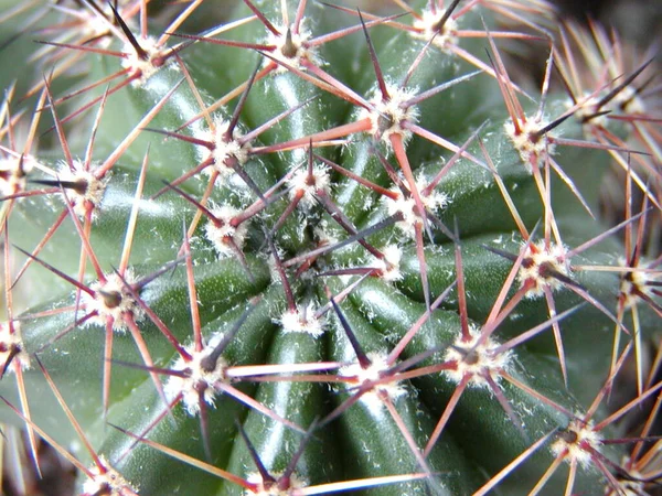 Kaktusväxt Botanisk Växt Med Taggar — Stockfoto