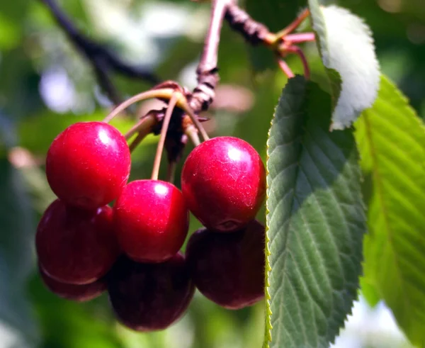 Ripe Cherries Branch — Stock Photo, Image