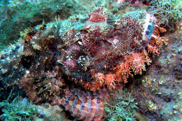 Scorpiofish Agguato Più Delle Volte Fonde Con Ambiente — Foto Stock