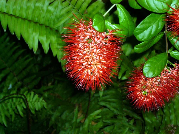 Banksia Austrália Oriental 2003 — Fotografia de Stock