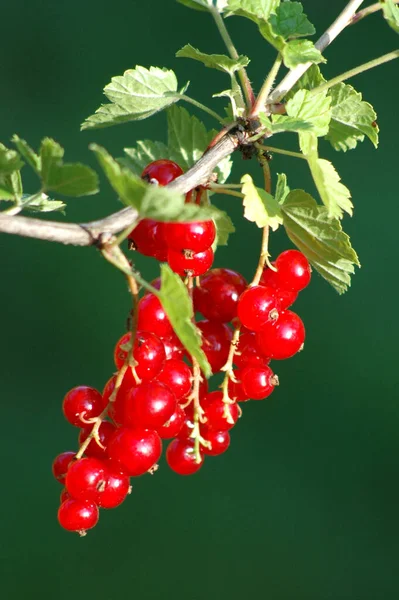 Rode Bessen Zure Vruchten — Stockfoto