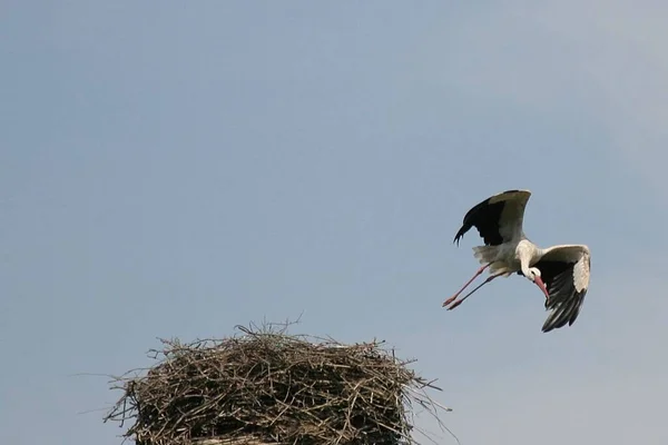 Dzikie Ptactwo Przyrodnicze Przyroda Bocian — Zdjęcie stockowe