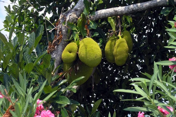 Största Frukterna Världen Jackfruit — Stockfoto