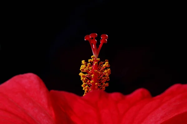 Fleur Rouge Sur Fond Noir — Photo