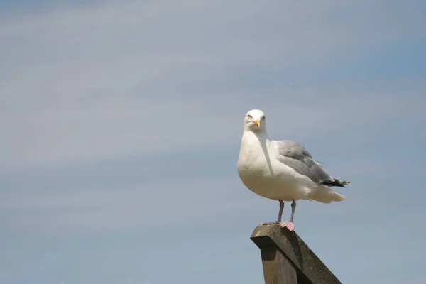 Mouette Sur Rambarde Escalier Iii — Photo