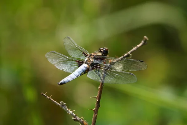 Flat Bellied Dragonfly — Stock Photo, Image