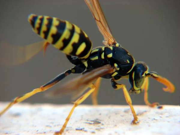 Közelkép Bug Vad Természet — Stock Fotó