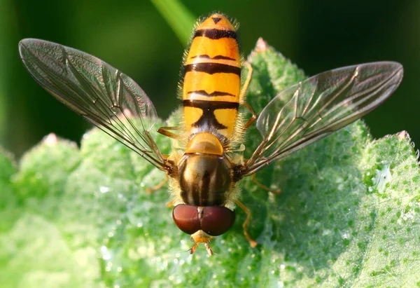 Primo Piano Bug Natura Selvaggia — Foto Stock