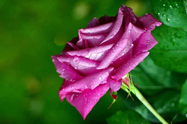 Beautiful Botanical Shot Natural Wallpaper — Stock Photo, Image