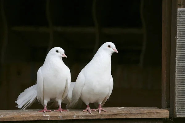 Malerischer Blick Auf Taubenvögel — Stockfoto