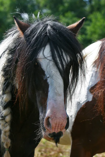 Caballos Aire Libre Durante Día — Foto de Stock