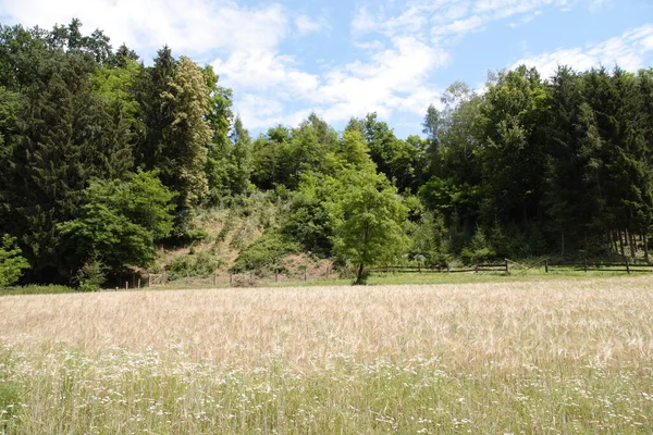 Piękny Widok Przyrodę — Zdjęcie stockowe