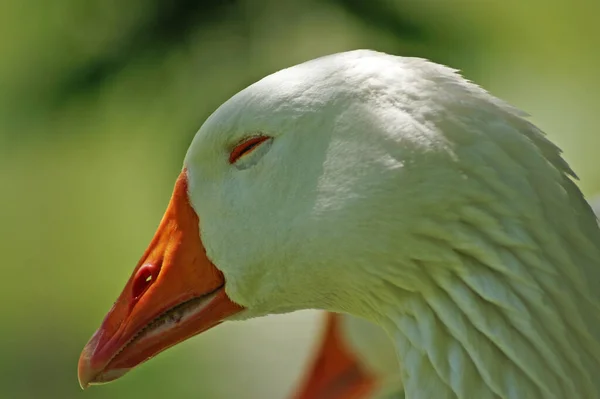 大自然における鳥類の景観 — ストック写真