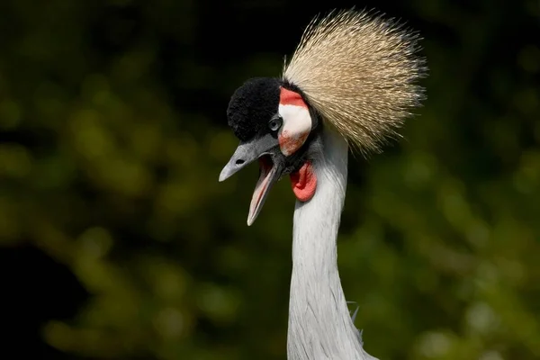 Panoramisch Uitzicht Prachtige Kroonkraanvogel — Stockfoto