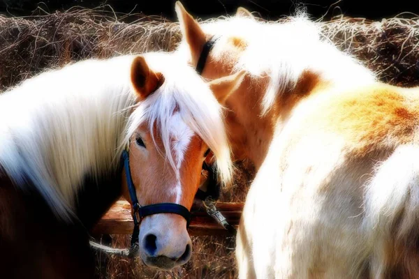 Haflinger Άλογο Αναπαραγωγής Avelignese Ζώο — Φωτογραφία Αρχείου