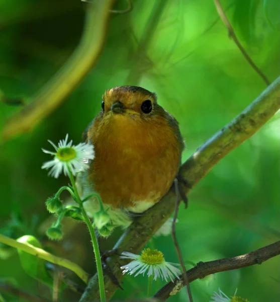 自然の中で美しいロビンの鳥の風景 — ストック写真