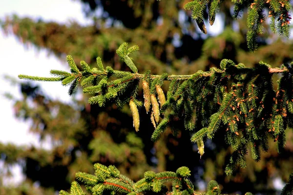 Bel Colpo Botanico Carta Parati Naturale — Foto Stock