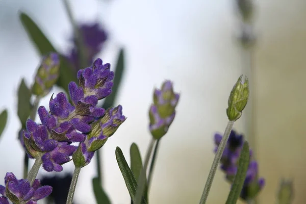 Vacker Utsikt Över Vacker Lila Lavendel — Stockfoto