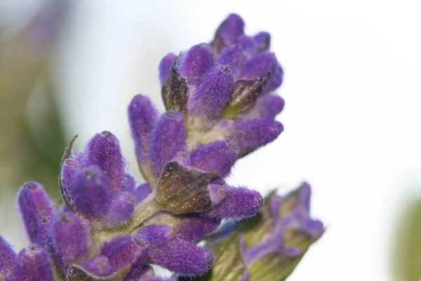 Schilderachtig Uitzicht Prachtige Paarse Lavendel — Stockfoto