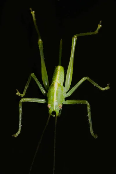 Detailní Makro Pohled Kobylku Hmyzu — Stock fotografie