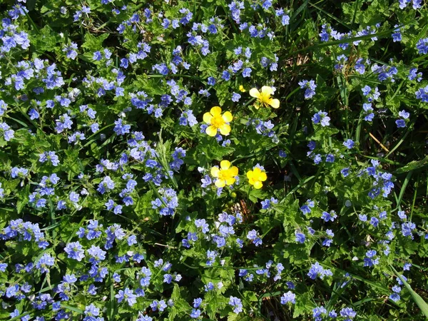 Fiori Blu Gialli — Foto Stock