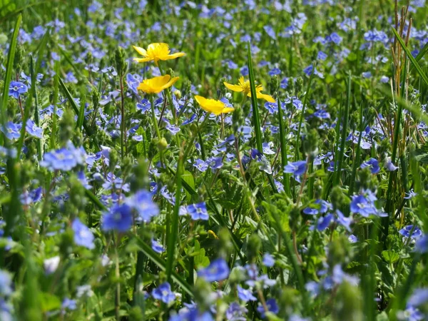 Bel Colpo Botanico Carta Parati Naturale — Foto Stock