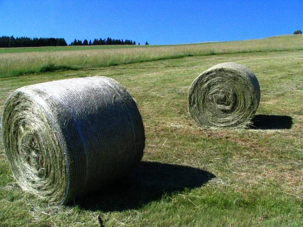 Sonbahar Hasadı Seçici Odaklanma — Stok fotoğraf