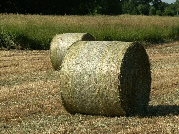 Campo Milho Com Fardos Agricultura — Fotografia de Stock