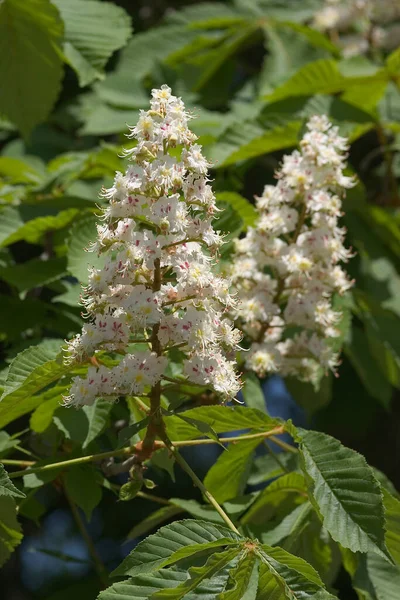 Schöne Botanische Aufnahme Natürliche Tapete — Stockfoto