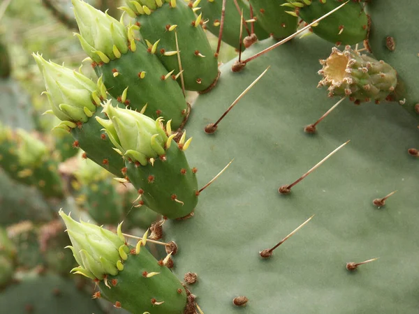 Trópusi Növény Kaktusz Botanikus Flóra — Stock Fotó