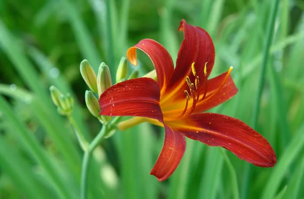 美しい植物相 ユリの花びら — ストック写真