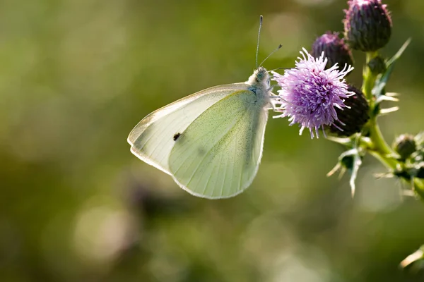 Großer Kohlweißschmetterling Auf Blume — Stockfoto