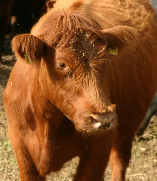 Cows Natural Landscape Selective Focus — Stock Photo, Image