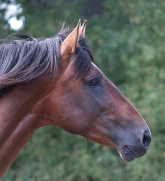 Hästar Utomhus Dagen — Stockfoto