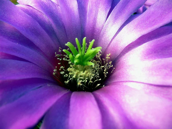 Exotic Tropical Plant Cactus — Stock Photo, Image