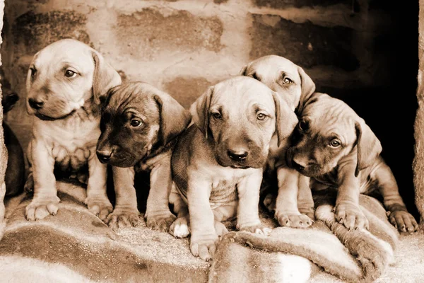 Εξωτερική Βολή Από Χαριτωμένα Σκυλιά — Φωτογραφία Αρχείου