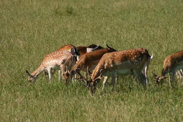 Animales Diferentes Enfoque Selectivo — Foto de Stock