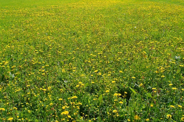 Semesterpingst 2006 Hinterglemm Österrike — Stockfoto