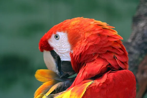 Schilderachtig Uitzicht Prachtige Papegaai Natuur — Stockfoto