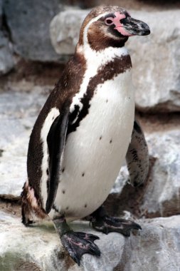 Humboldt penguin animals, fauna clipart