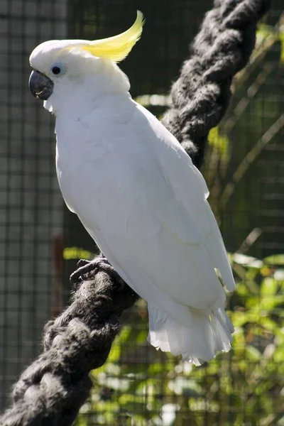 Scenic View Beautiful Kakadu Bird — Stock Photo, Image