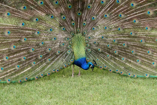 Vista Panorámica Hermoso Pájaro Naturaleza —  Fotos de Stock