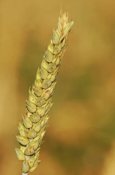 Herfstoogst Selectieve Focus — Stockfoto