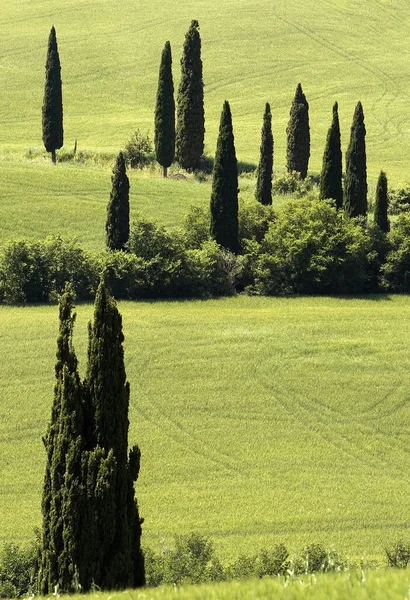 Cipressi Possono Essere Visti Nella Campagna Toscana Solito Sentieri Strade — Foto Stock