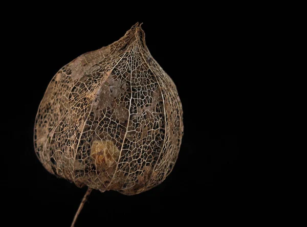 Hruška Černém Pozadí — Stock fotografie